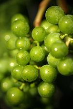 _veraison_13831