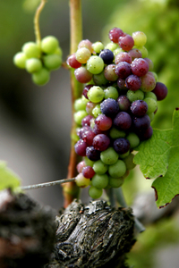 _veraison_13941